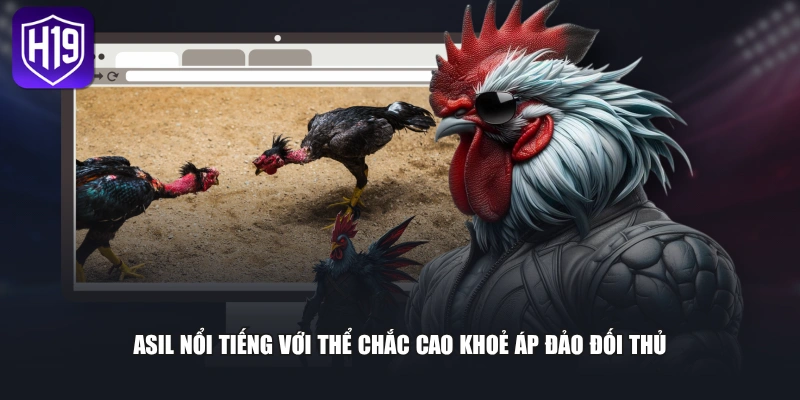 Asil nổi tiếng với thể chắc cao khoẻ áp đảo đối thủ
