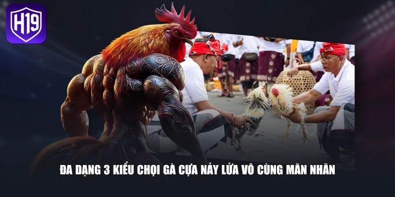 Đa dạng 3 kiểu chọi gà cựa nảy lửa vô cùng mãn nhãn